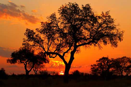 夕阳残阳树木剪影光景图片