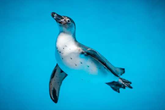 企鹅游泳拍照图