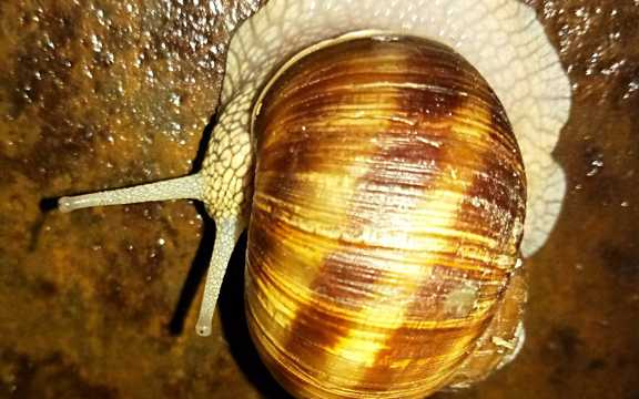 非洲大蜗牛图片