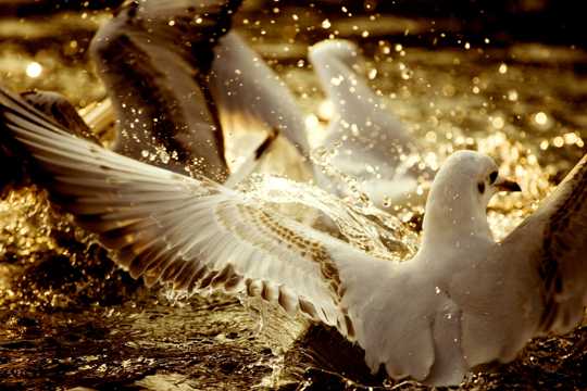 海滨白色海鸥图片