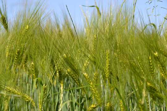 小麦麦穗拍摄图片