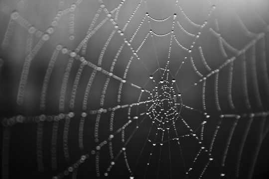 蜘蛛网上的露水图片