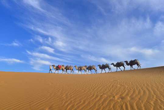 宁夏沙坡头的骆驼图片