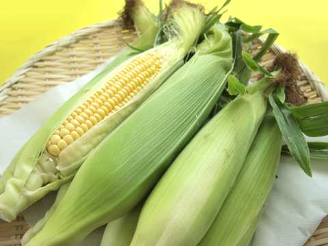 刚采摘的新鲜的玉米图片