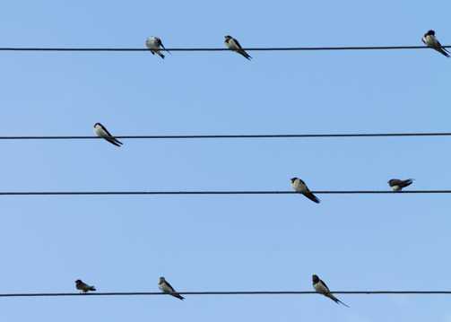 电线上的鸟群图片
