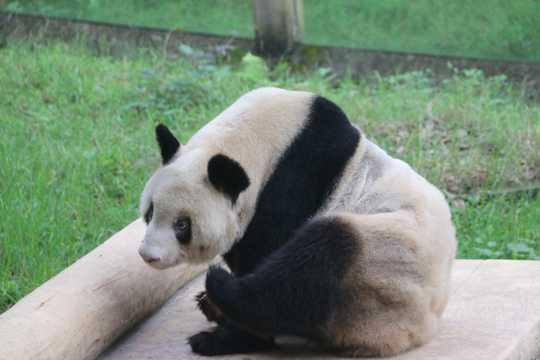 可人大熊猫图片