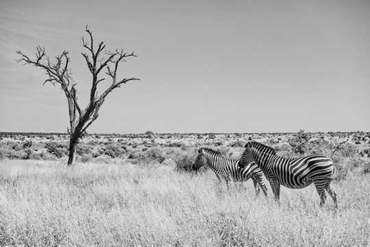 非洲草场斑马黑白图片