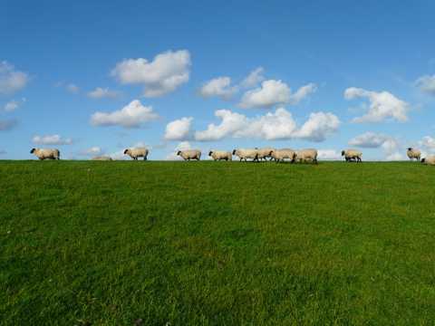 原野上的羊群图片