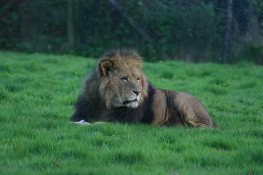 绿草地上的狮子图片