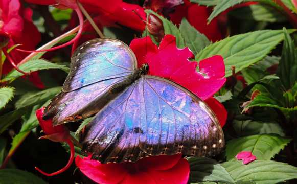 花卉上蓝色蝴蝶图片