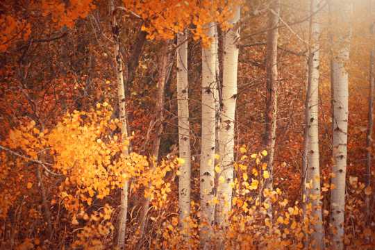 秋季树木唯美风光图片