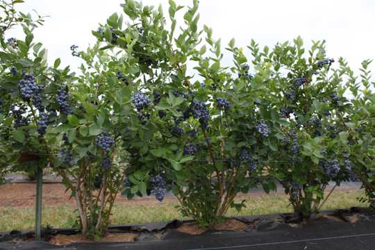 茂盛的蓝莓树图片