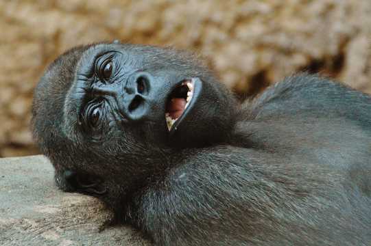 休憩的黑猩猩图片