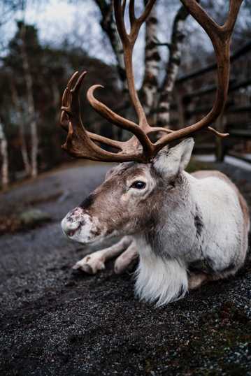 芬兰丛林的驯鹿图片