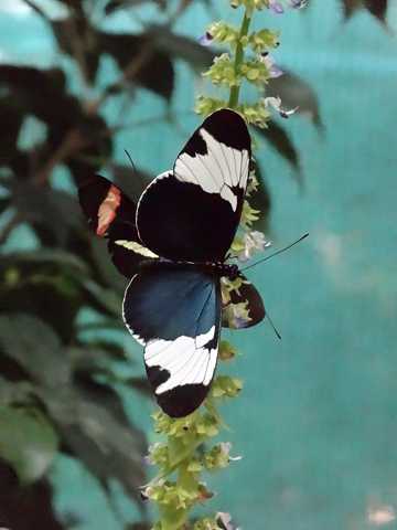 漂亮的花蝴蝶图片