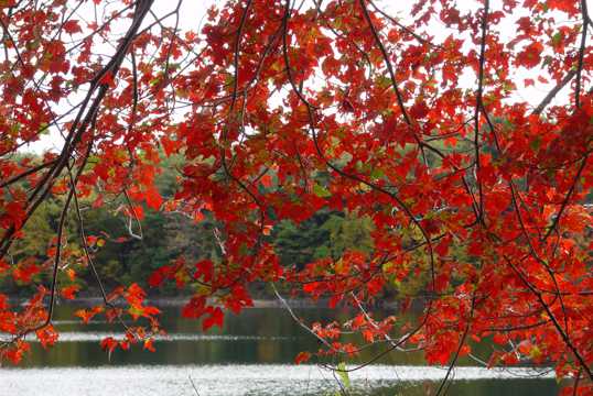 秋日红色树叶景象图片