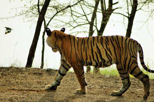 原野上的印度虎图片