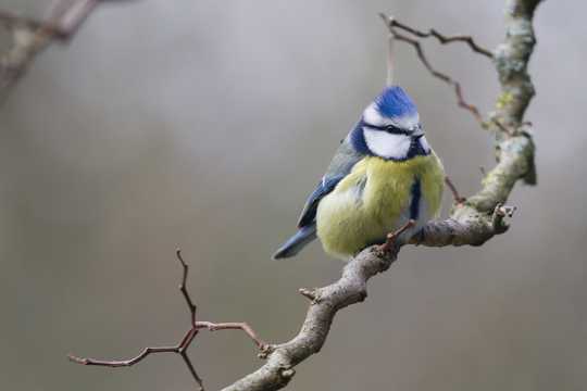 树枝上的蓝山雀图片