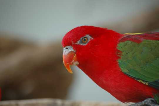 红色吸蜜鹦鹉图片