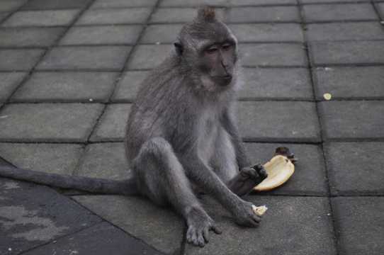巴厘岛猴子图片
