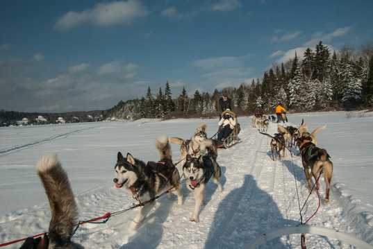 冬季雪地雪橇狗图片