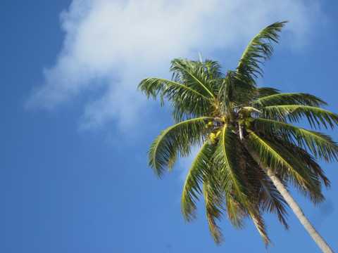 一棵椰子树图片