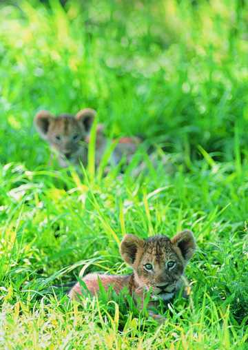 草丛里的两只虎宝宝图片