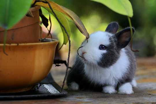 盆栽旁的兔子图片