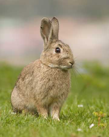 站立在草原上的灰兔图片