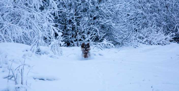 白雪皑皑的冬天图片