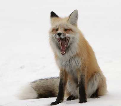 尖嘴狐狸高清图片