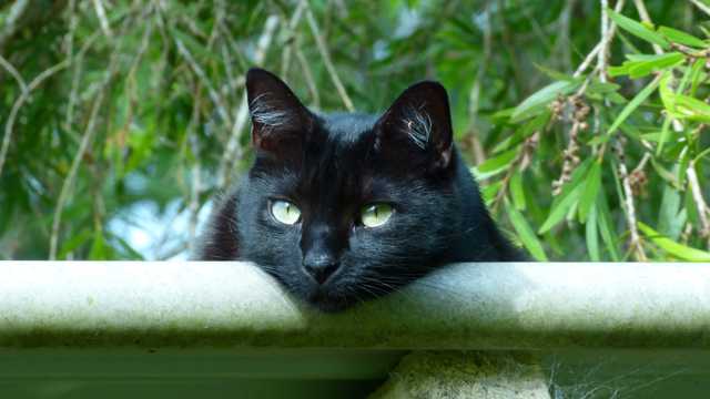 精神抖擞的黑猫图片