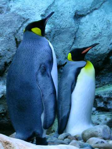 两只可人的企鹅图片