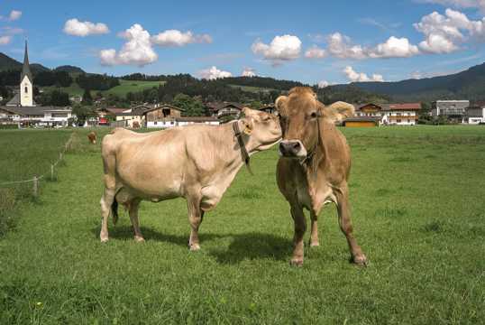 瑞士奶牛图片