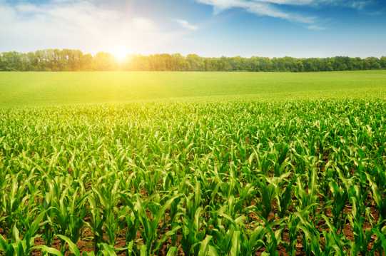玉米地的农作物图片