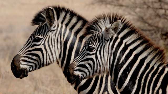 南非草地上群居的斑马图片