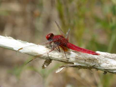 红蜻蜓休息图片