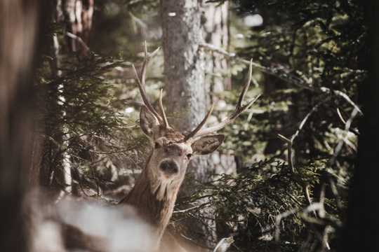 树林里的麋鹿图片