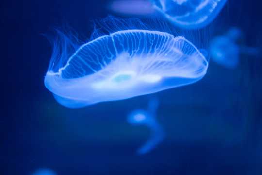 深海透亮水母图片