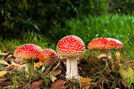 野外红蘑菇图片