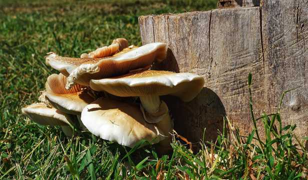 木桩上的野生蘑菇