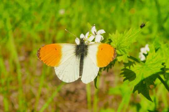 花草丛中的蝴蝶图片
