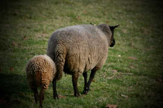 牧区母羊小羊图片