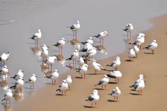 海滩上的一群海鸥图片