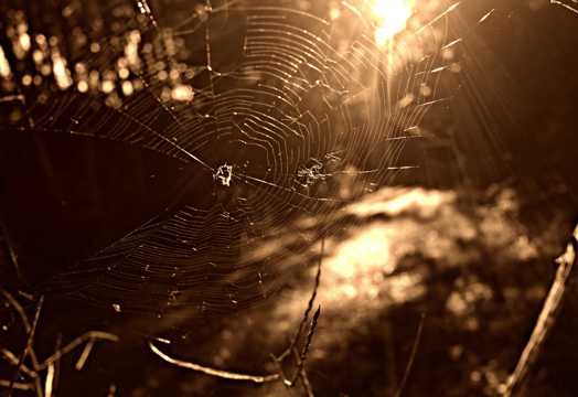 丛林蜘蛛织网