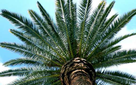 绿色棕榈树高清图片