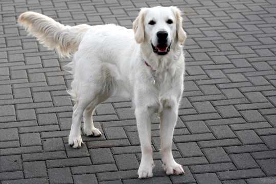 可爱的白色猎犬图片