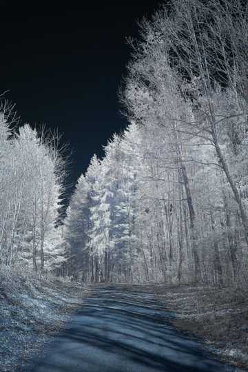 冬天丛林雾凇风光图片