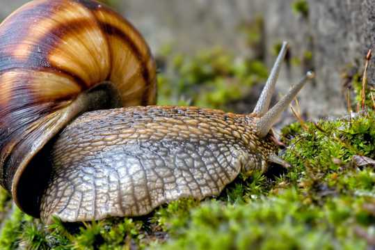 蜗牛近景特写图片