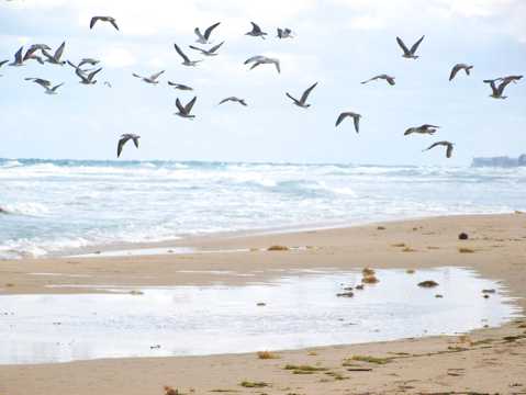 海边沙滩飞鸟图片